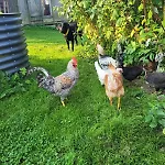Himmelshof *